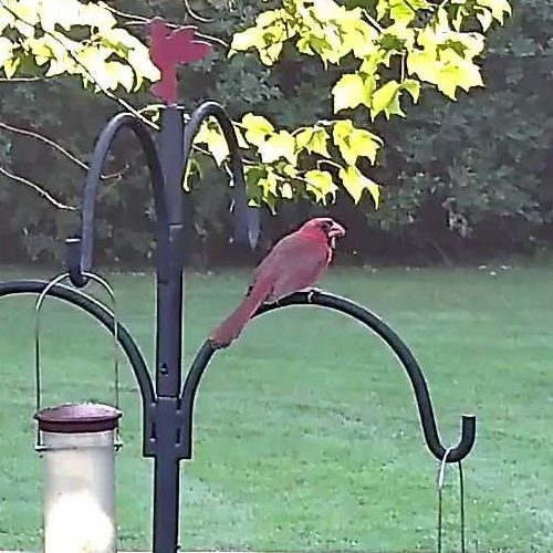 Northern Cardinal