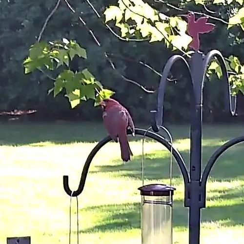 Northern Cardinal