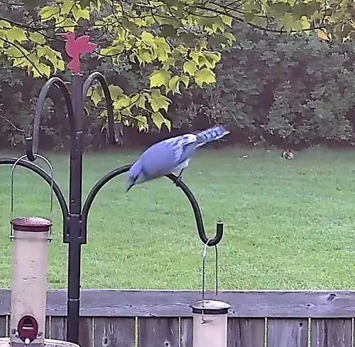 Blue Jay