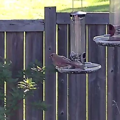 Northern Cardinal (female)