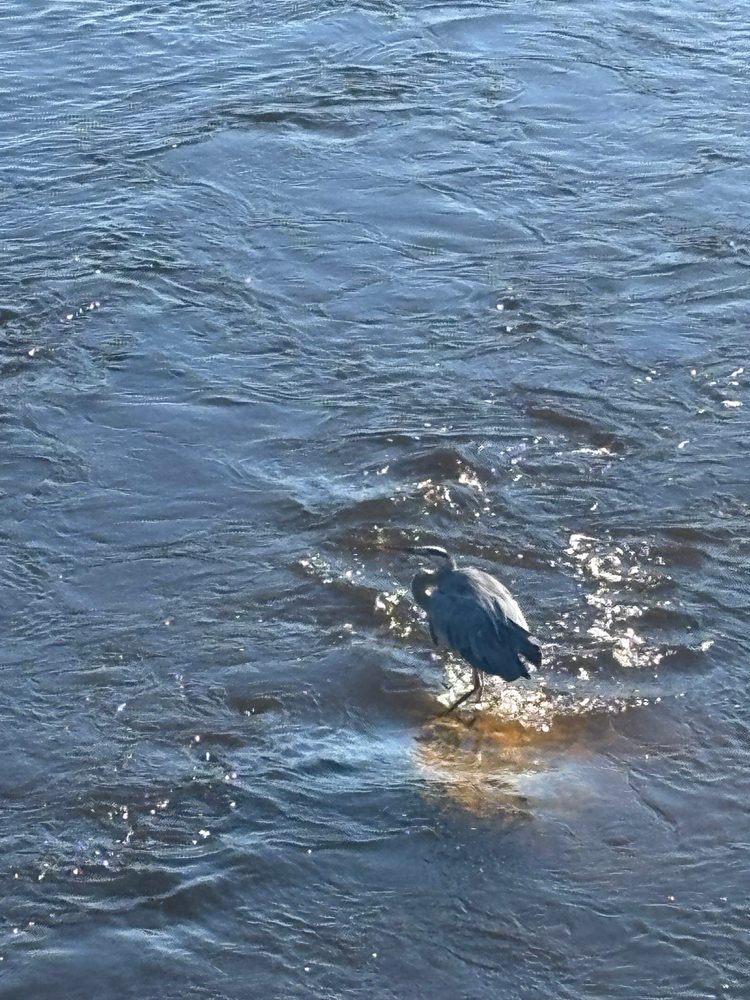 Great Blue Heron