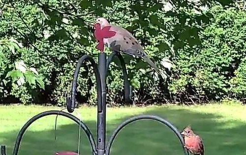 Mourning Dove