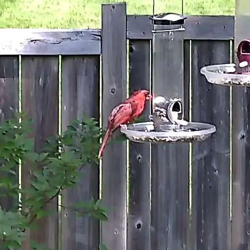 Northern Cardinal