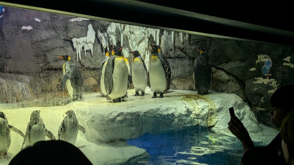 King Penguin