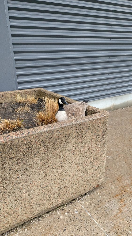Canada Goose