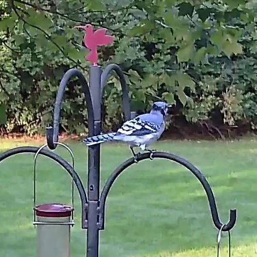 Blue Jay