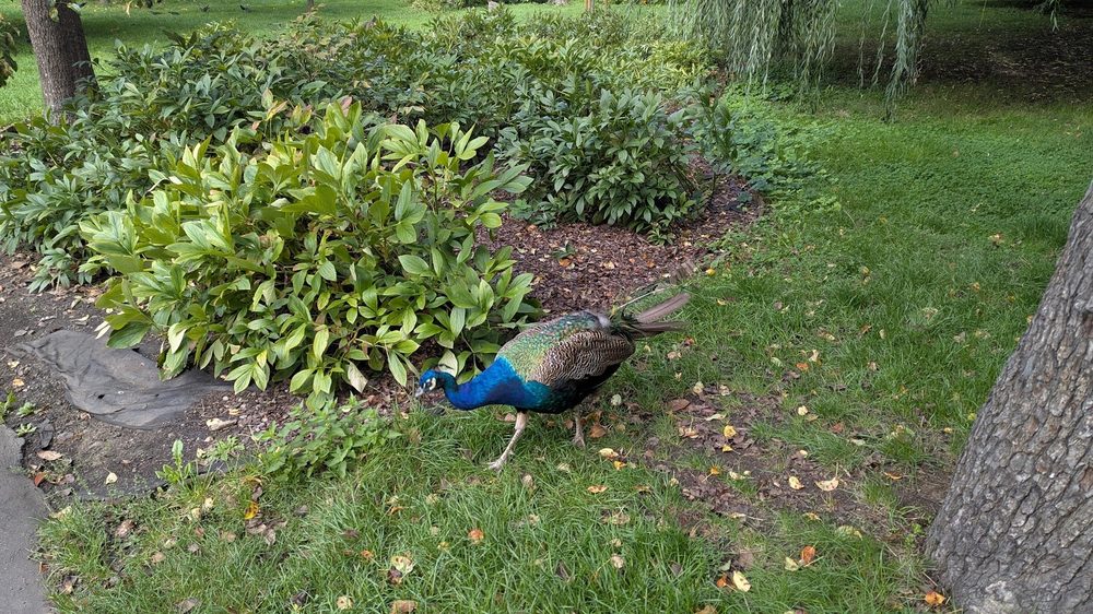 Indian Peafowl