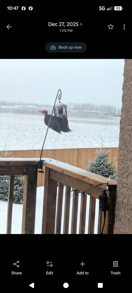 Pileated Woodpecker