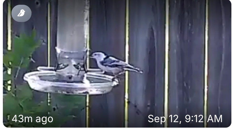 White-breasted Nuthatch