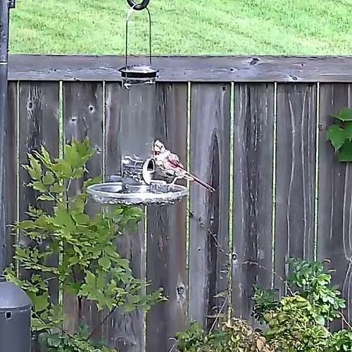 Northern Cardinal