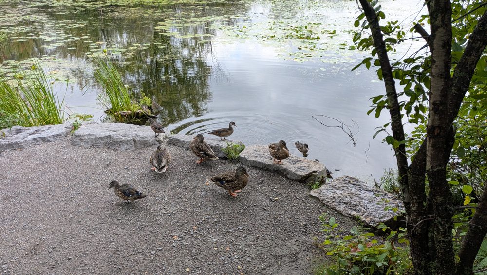 Mallard