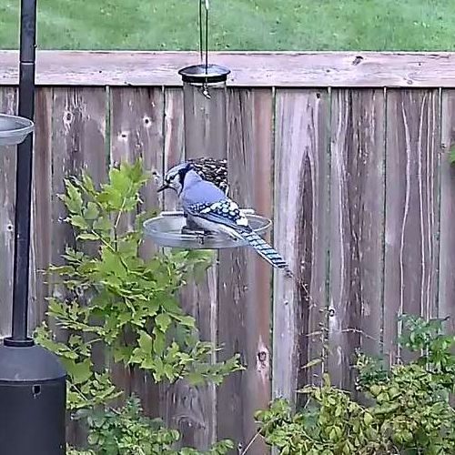 Blue Jay